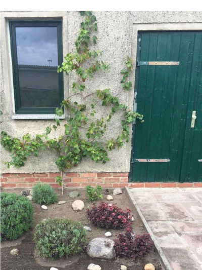 Hauswand mit Weinreben und Beet