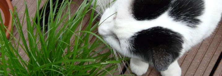 Schwarz-weiße Katze frisst Katzengras