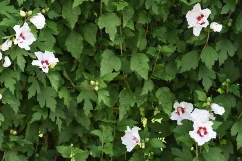 Grüne Hecke mit weißen Blüten
