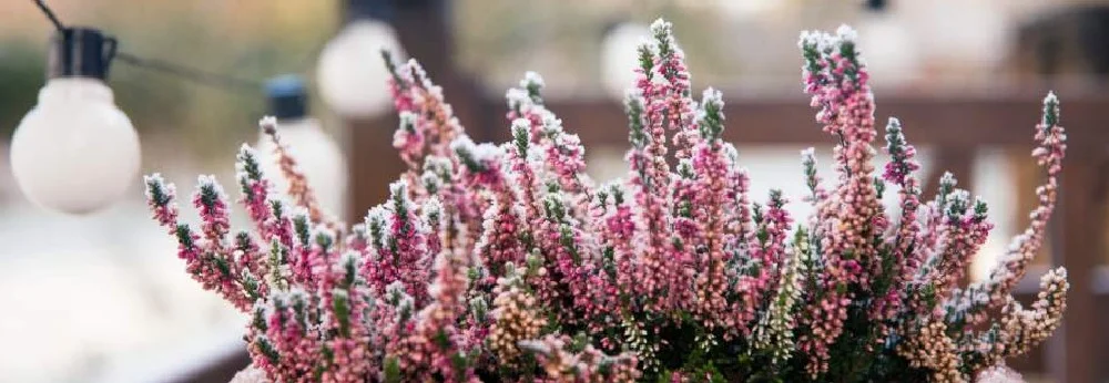 Lila Blüten mit Raureif