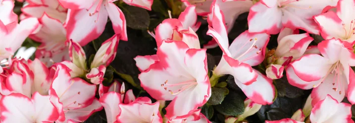 Weiße Alpenrosen mit rosa Rändern