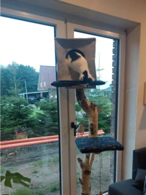 Schwarz-weiße Katze klettert auf Kratzbaum