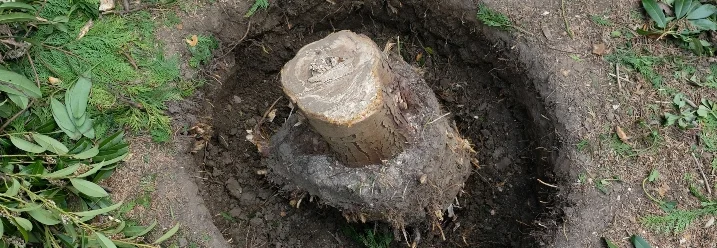 Ein ausgegrabener Baumstumpf mit Wurzelballen in einem Erdloch.