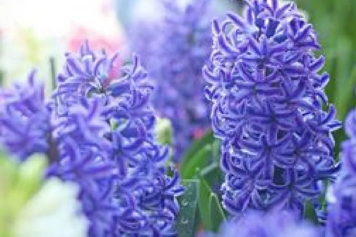Lila Hyazinthenblüten