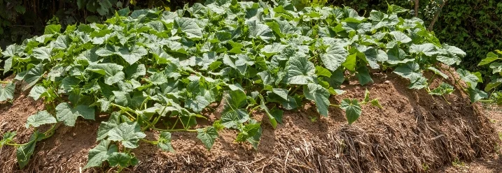 Ein Hochbeet aus Stroh und Erde bepflanzt mit Kürbisgewächsen.