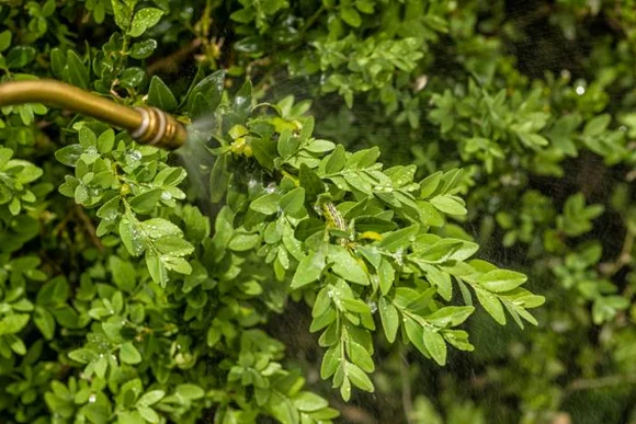 Sprühflasche spritzt auf Pflanze