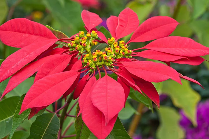 Rote Weihnachtssternblüte