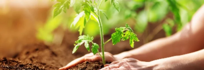 Hände pflanzen Tomatensetzling ein