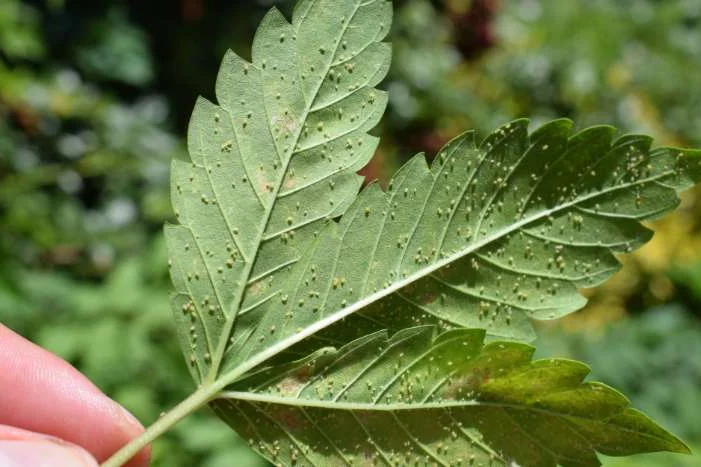 Blatt mit Läusen