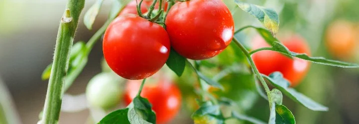 Tomatenpflanze mit reifen Tomaten