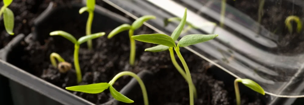 Paprika-Keimlinge in Anzuchtschale