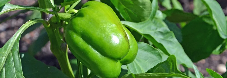 Grüne Paprika an Pflanze