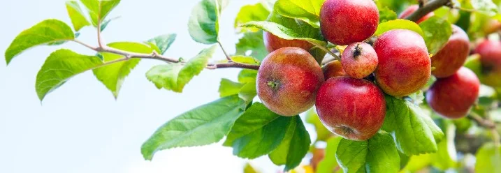 Reife rote Äpfel an einem Ast