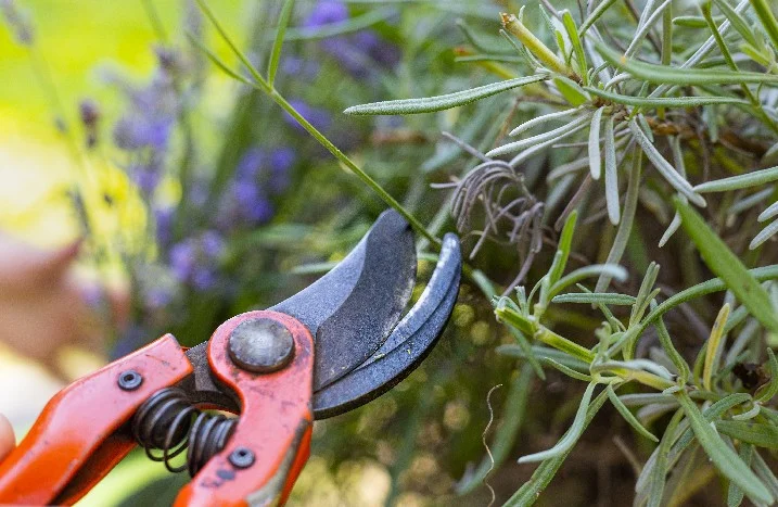 Gartenschere schneidet Lavendel