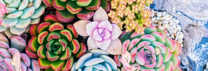 Bunte Sukkulenten