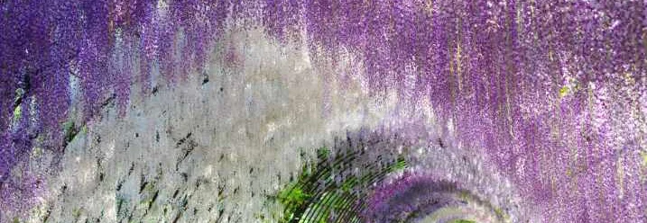 Ein Weg unter einem Tunnel aus violetten und weißen Blüten