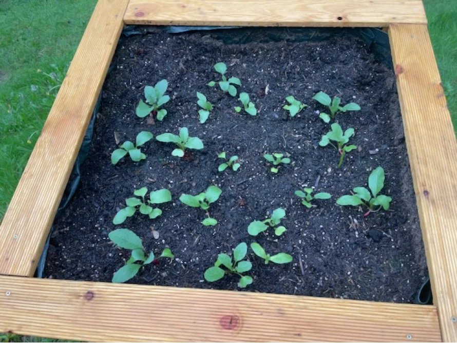 Jungpflanzen in einem Hochbeet