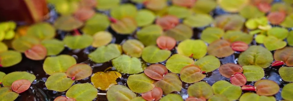 Nahaufnahme von vielen kleinen, rot-grünen Schwimmpflanzen auf dem Wasser.