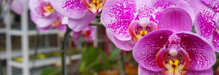 Nahaufnahme von pinken Orchideenblüten