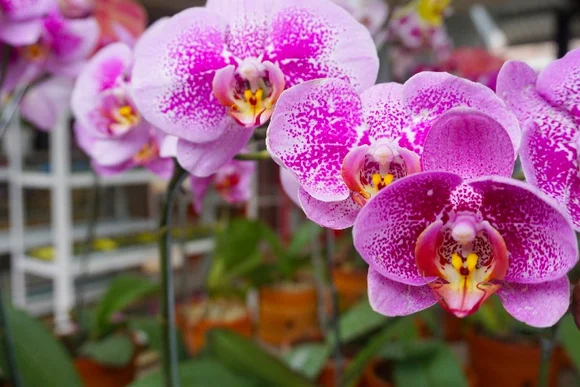 Nahaufnahme von pinken Orchideenblüten