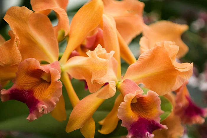 Nahaufnahme von orangefarbenen Orchideenblüten.