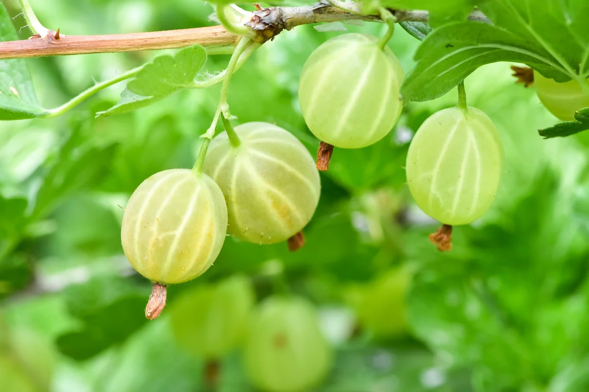 Grüne Stachelbeeren an einem Strauch