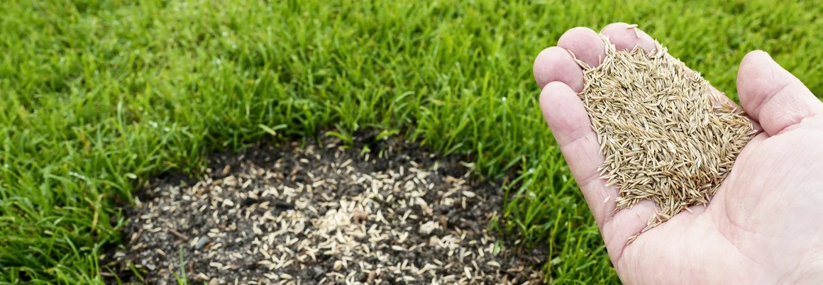 Hand sät Grassamen auf Rasenfläche
