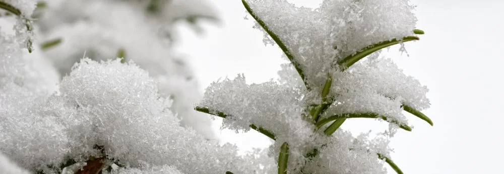 Ein Rosmarinstrauch ist mit flockigem Schnee bedeckt.
