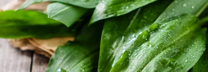 Frische Bärlauchblätter mit Wassertropfen