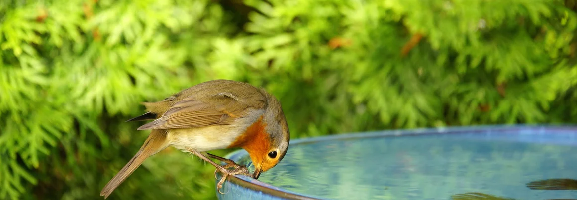 Vogel trinkt aus Vogeltränke