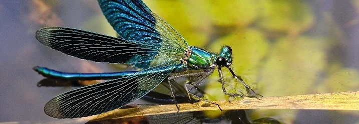 Blaue Libelle auf Schilf