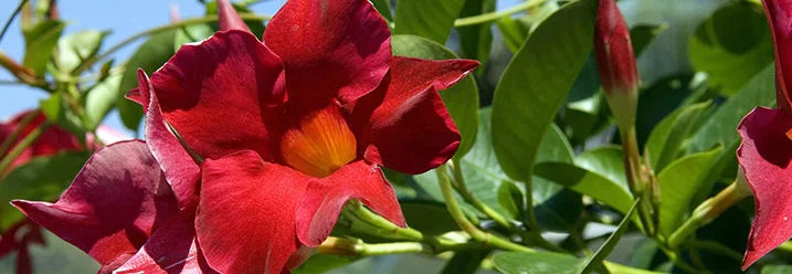 Rote Blüten einer Dipladenie