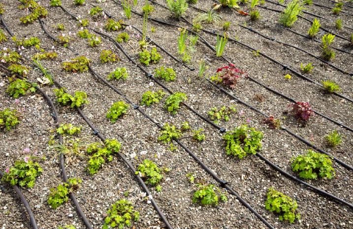 Pflanzen in einem Kiesbeet mit Bewässerungsschläuchen.