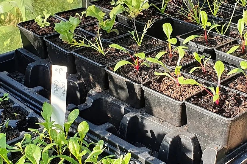 Jungpflanzen in Töpfen