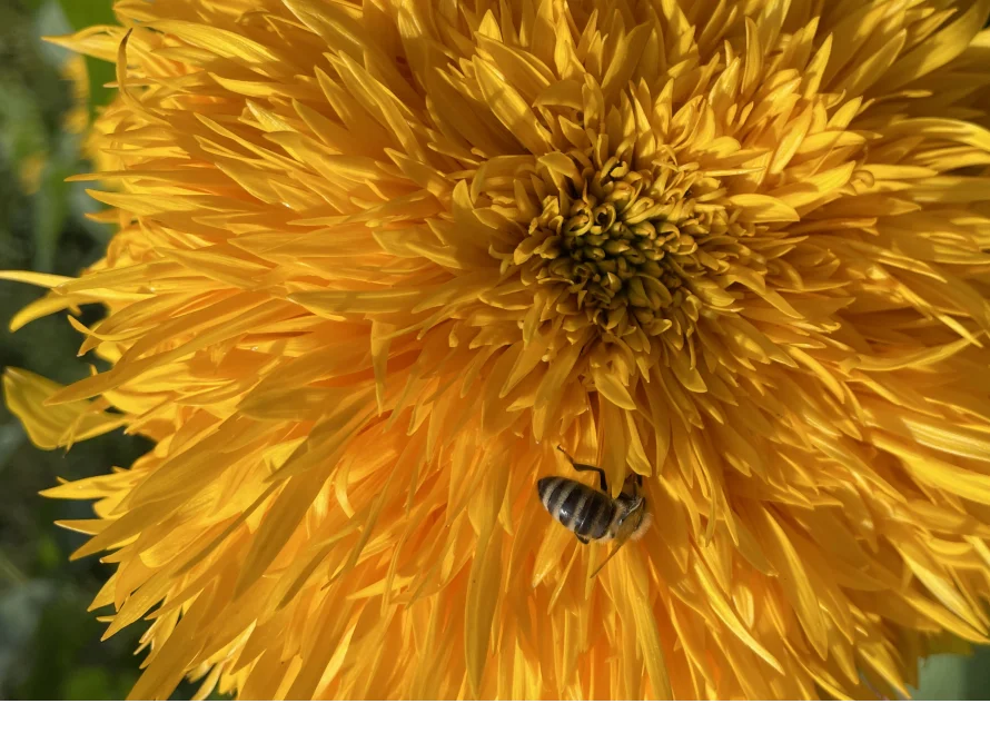 Biene auf gelber Sonnenblume