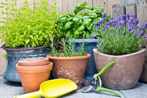 Kräuter in Töpfen, Gartenschere und Schaufel