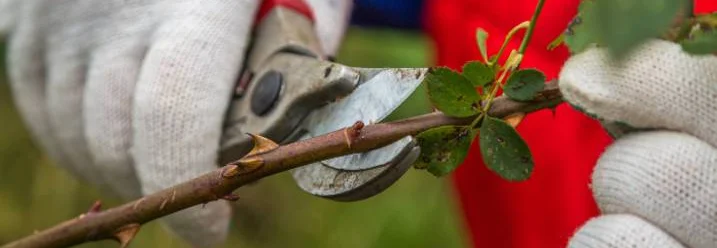 Person schneidet Rosenzweig mit Gartenschere