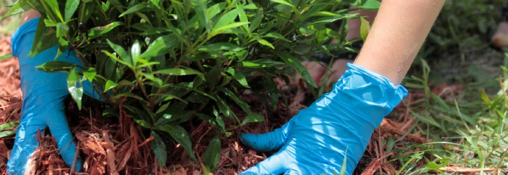Person pflanzt Chrysanthemen mit Handschuhen ein