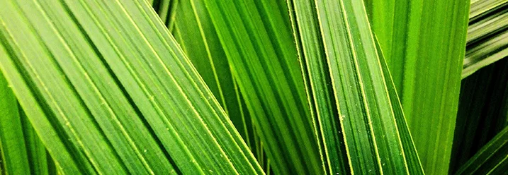 Grüne Palmblätter