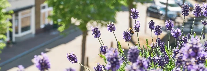 Lavendelblüten mit Hummel