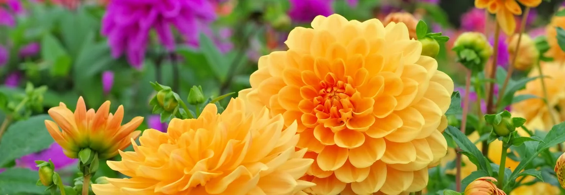 Orangefarbene Dahlienblüten im Garten
