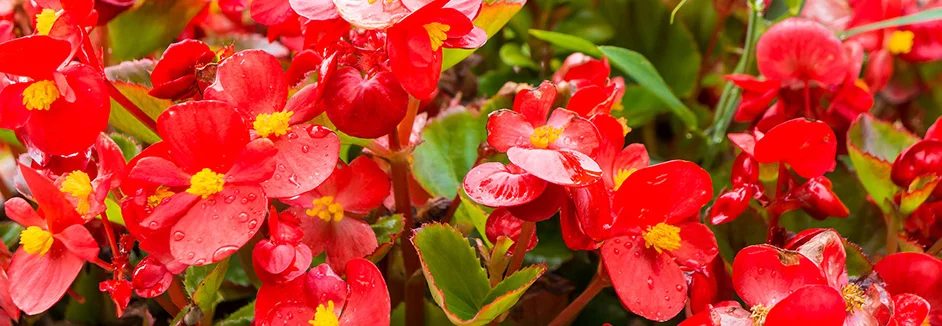 Rote Begonien mit gelben Blütenblättern