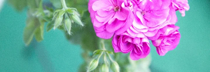 Rosa Geranienblüten