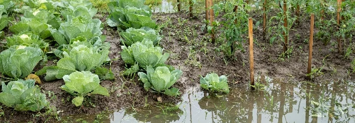 Überschwemmter Gemüsegarten mit Kohl und Tomaten