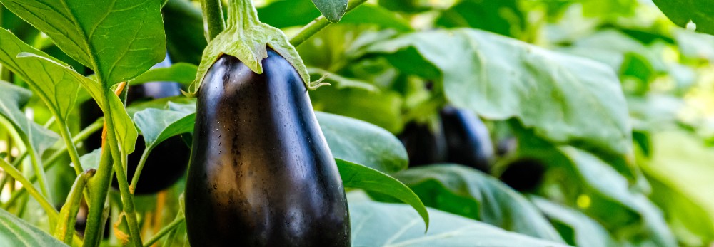 Reife Aubergine an Pflanze