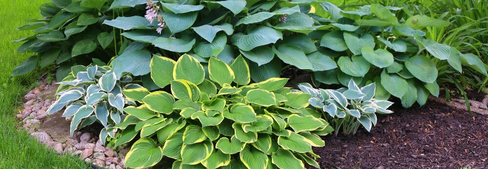 Verschiedene Funkienarten im Garten