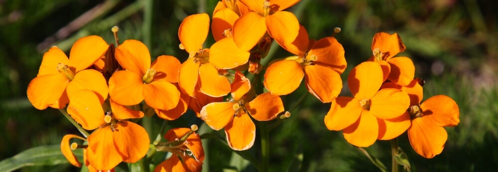 Orange Blüten