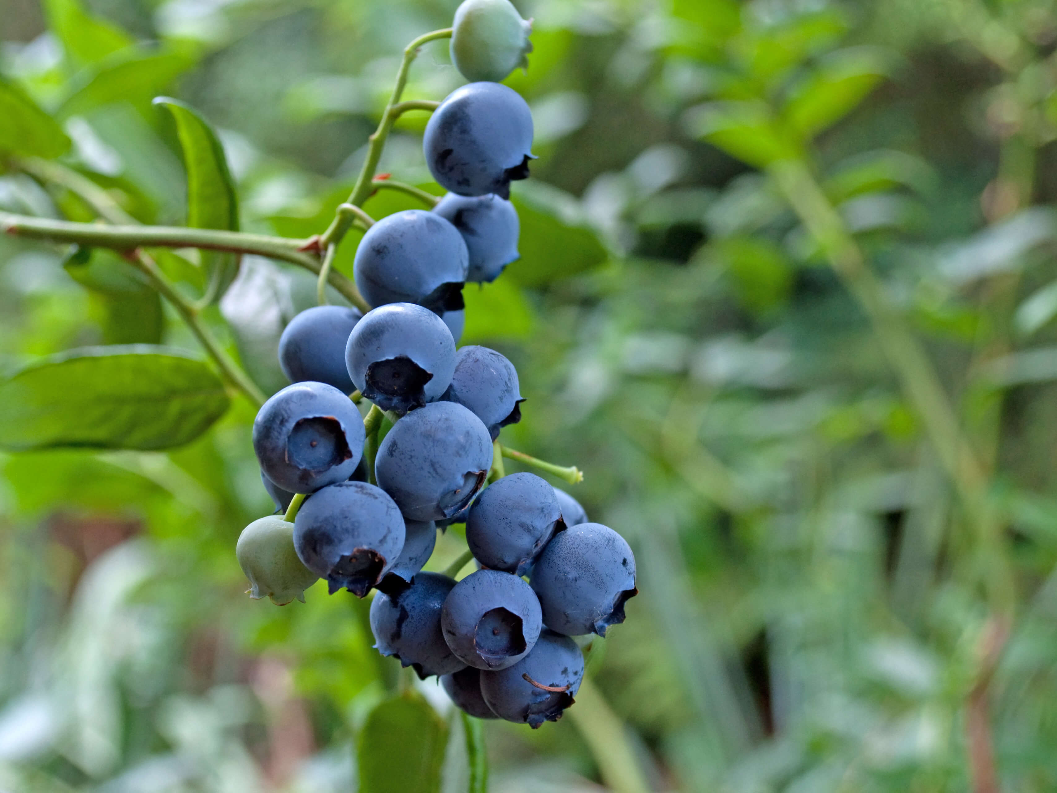 Blaubeeren an einem Zweig